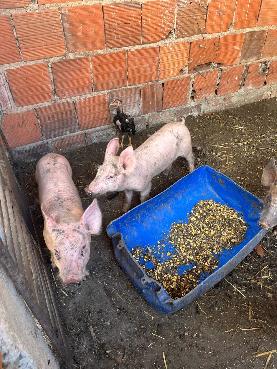 Porcos pra venda 