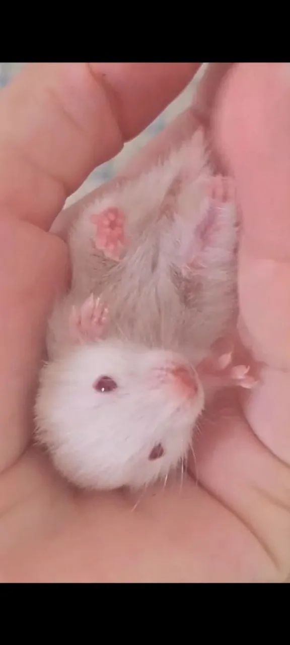 Hamster bebê super fofinho tem fêmea e macho 1 mês e 23 dias  - Foto 5