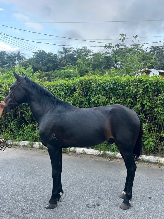 Cavalo Mangalarga Marchador - Foto 2