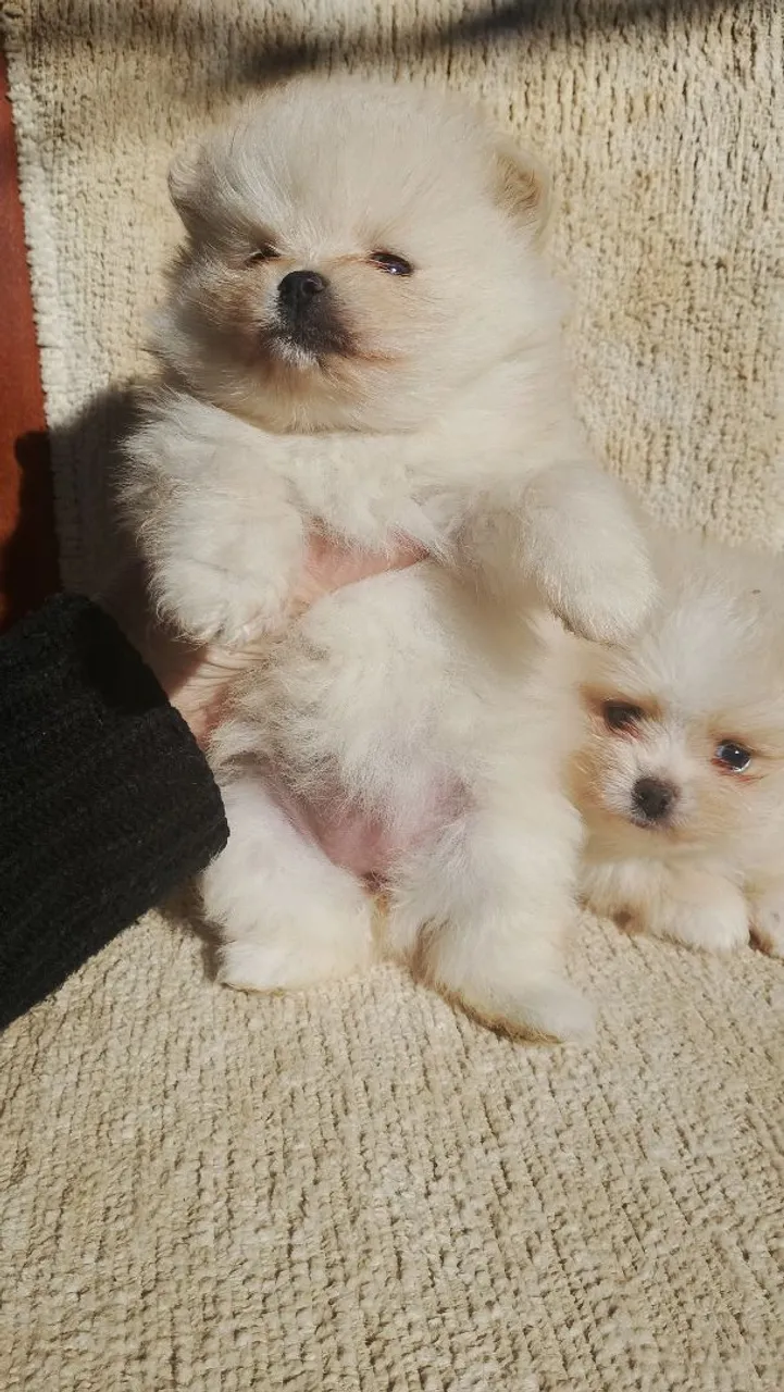 Lindas pomerania fêmea