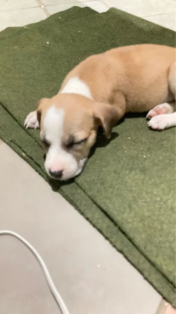 Filhote de Pitbull disponível  - Foto 4