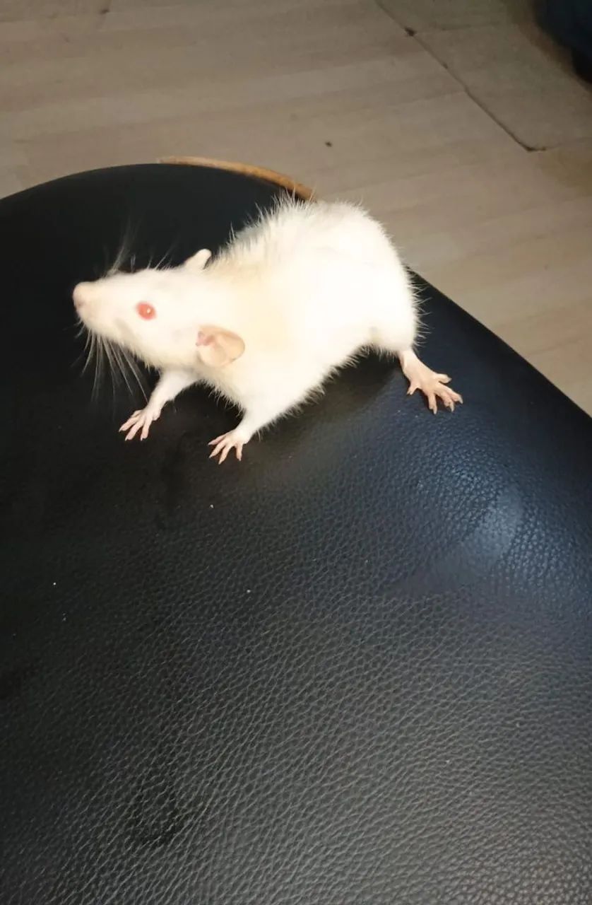 Ratos Twister  - Foto 3