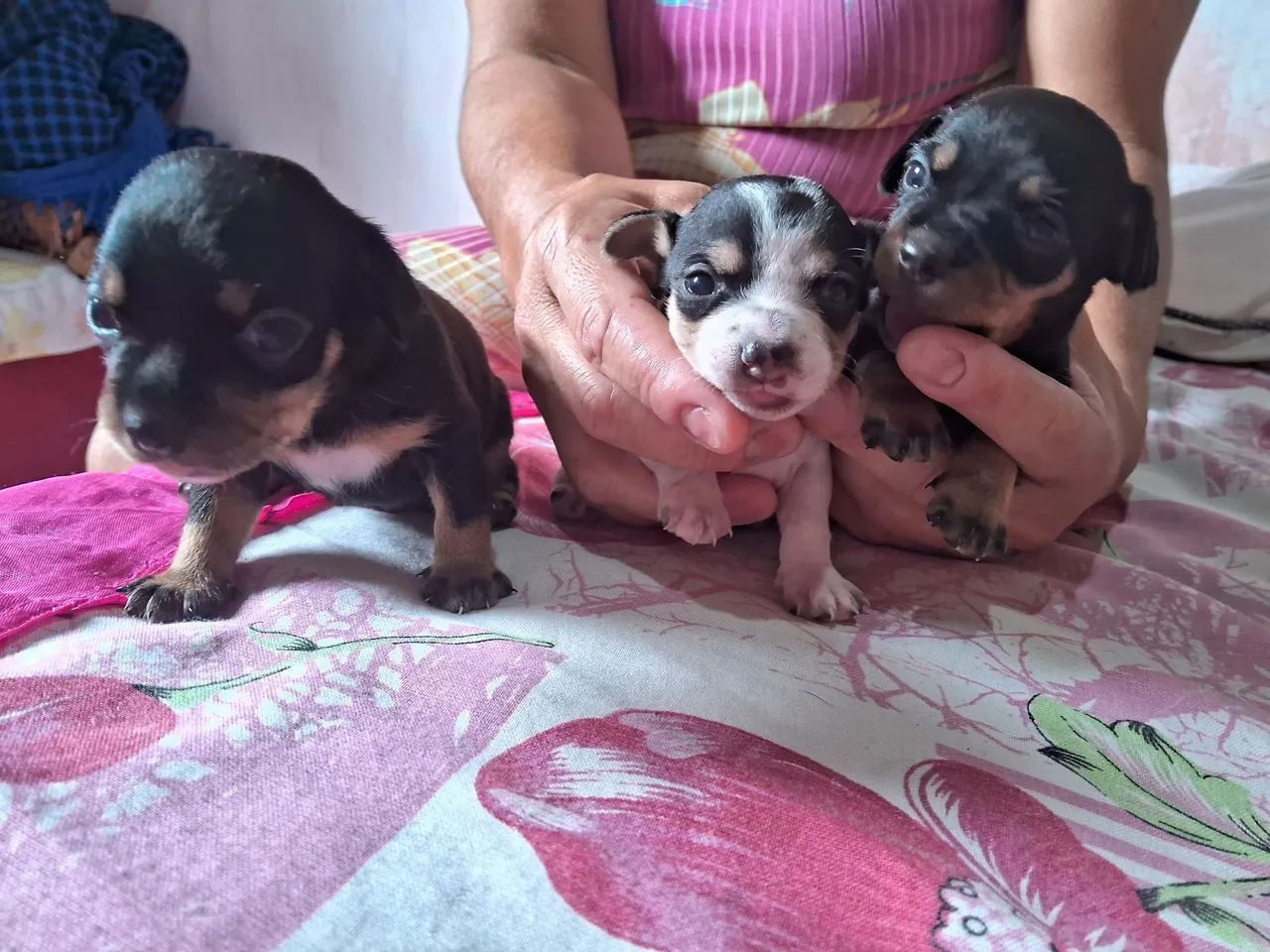 Vendo filhotes de Pinscher 1 - Foto 5