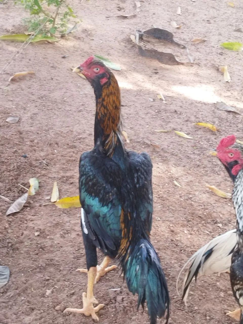 Frango indio - Foto 2