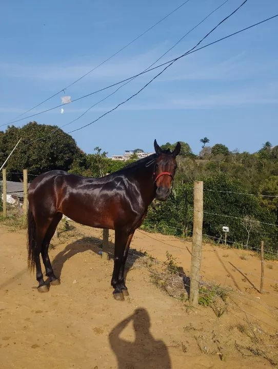 Cavalo Mangalarga Marchador - Foto 6