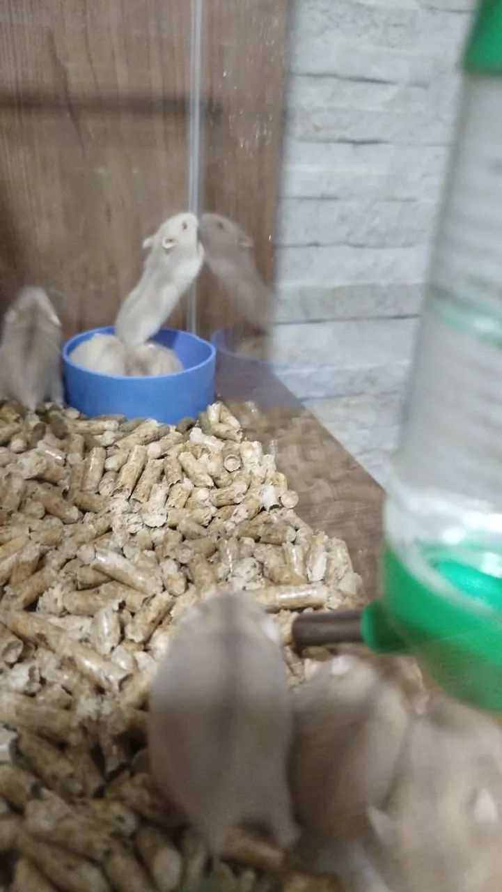 Hamster / Ramster64167789284097121