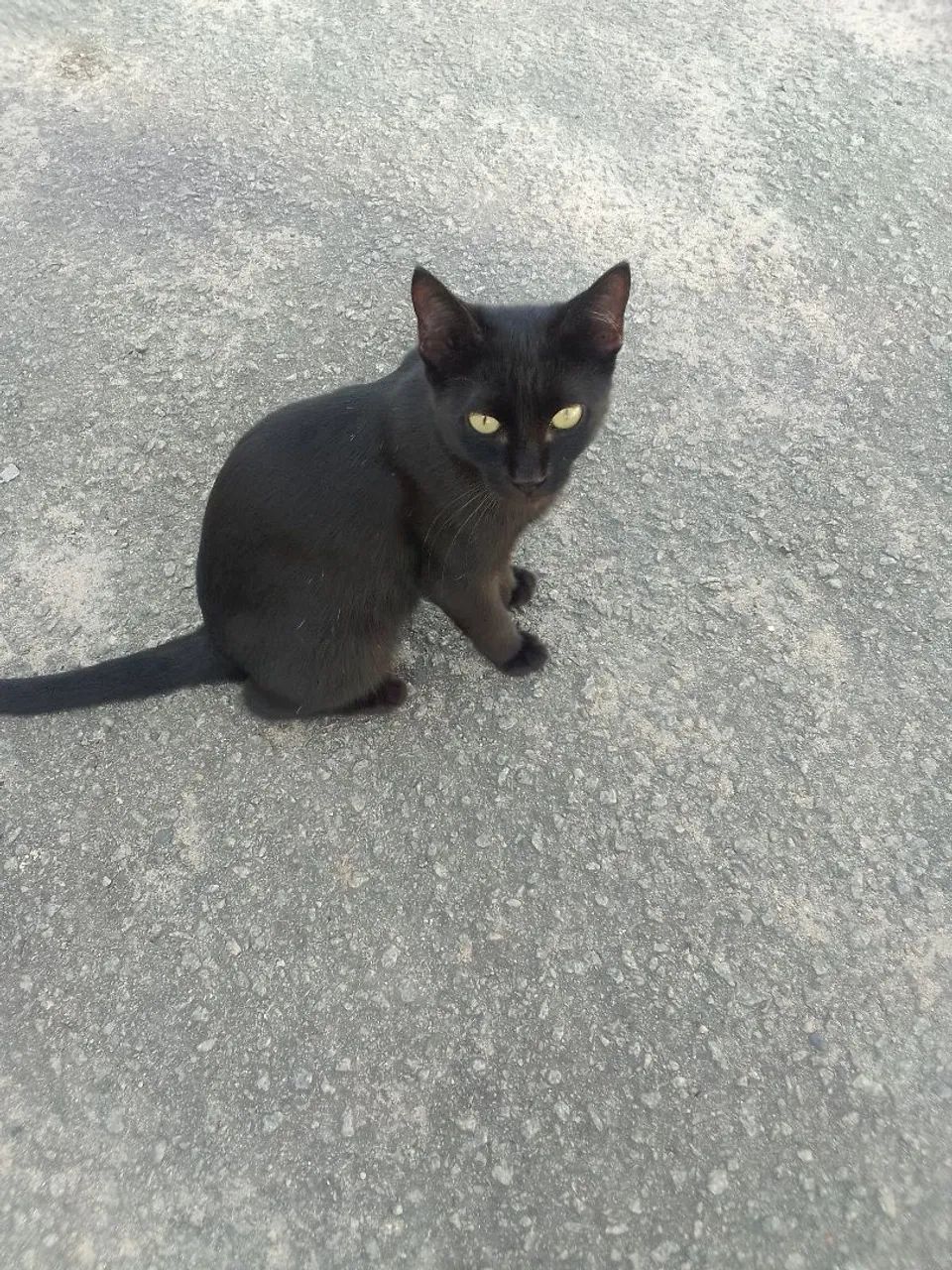 Gatinha para doação responsável 