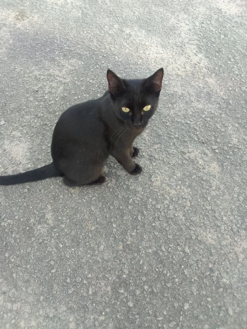 Gatinha para doação responsável