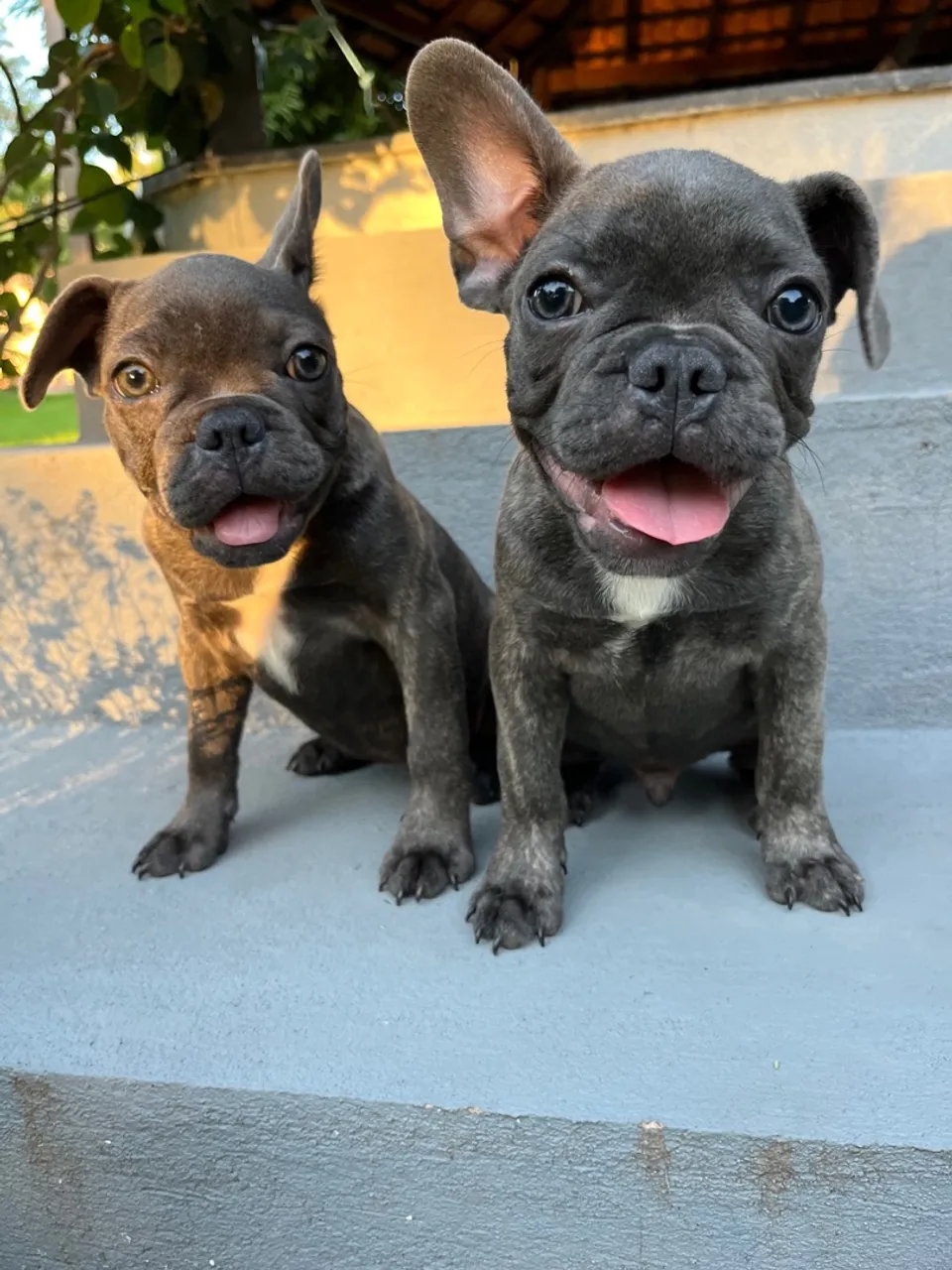 Filhotes de Bulldog Francês - Lindos e Alegre!