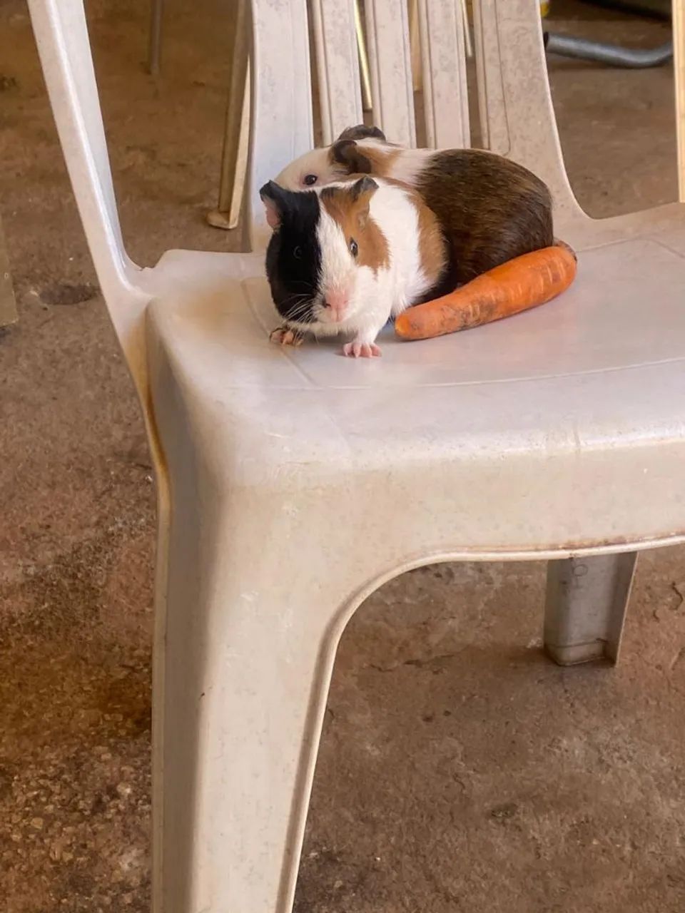 Dois lindos porquinhos-da-índia