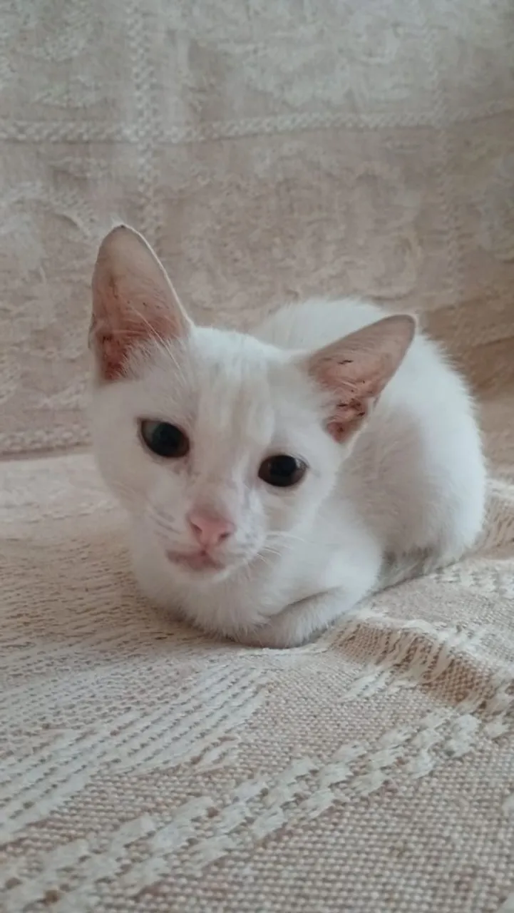 Gatinha branca Angorá 