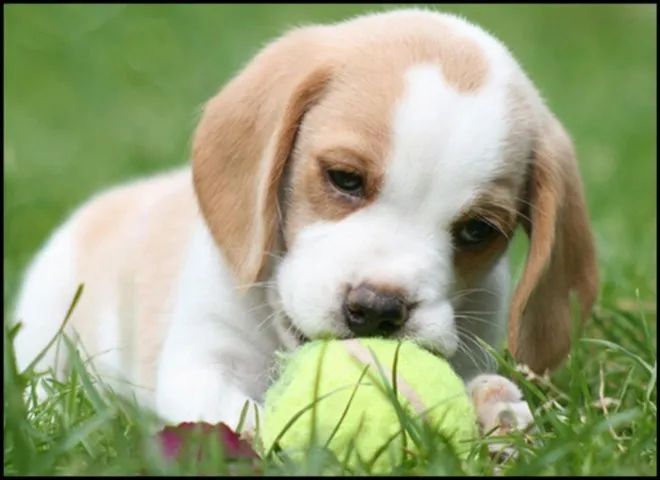 Beagle bicolor, macho 13 polegadas com 55 dias- Dani