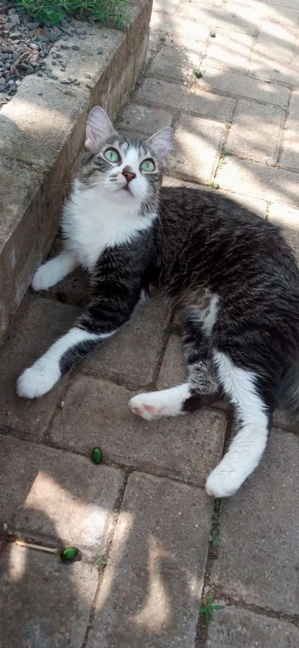 Gatinha Fêmea  - Foto 3