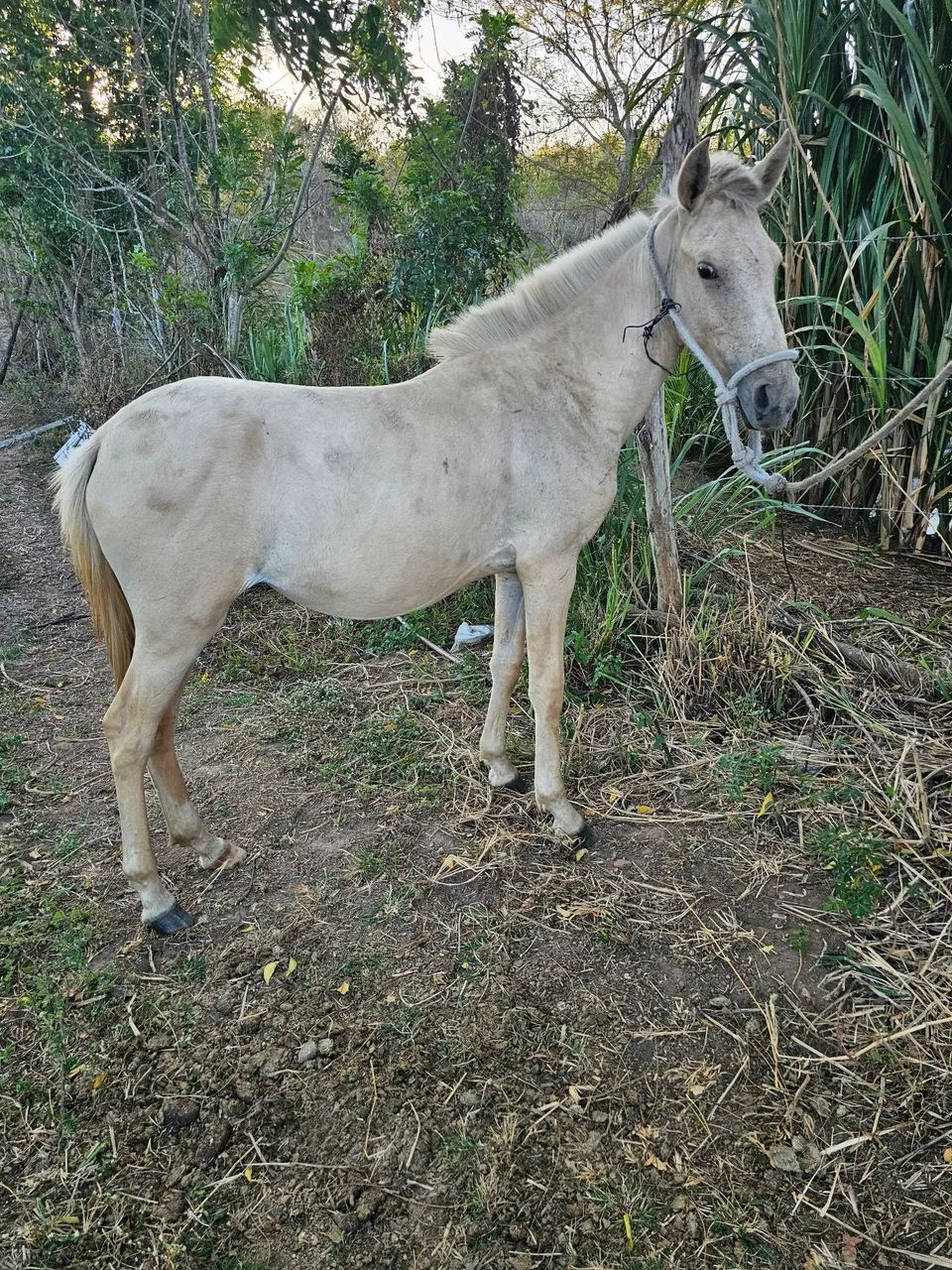Potra mangalarga palomina 