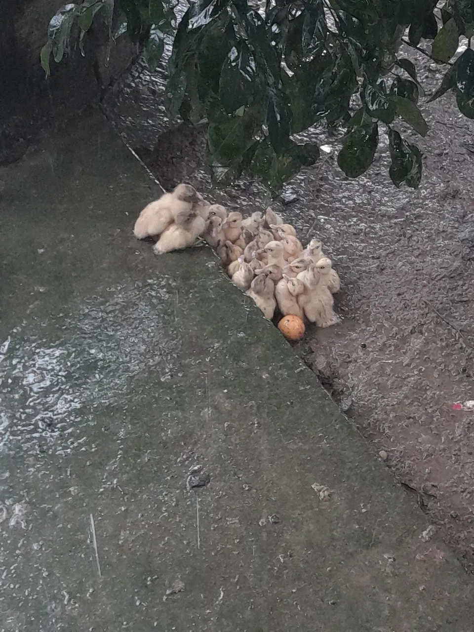 Patos pequenos
