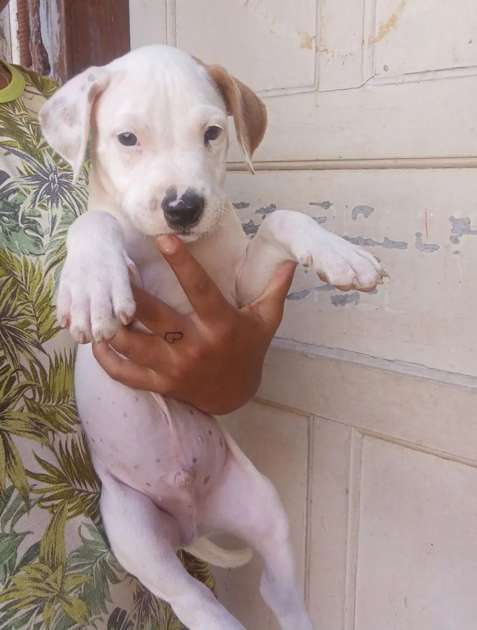 Filhote de Pitbull - Foto 4