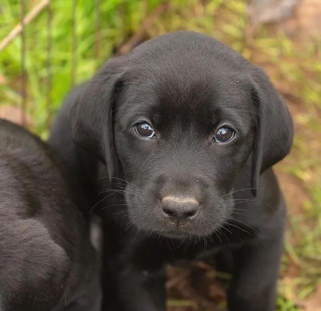 Labrador Filhotes na Cor Preto - Foto 3