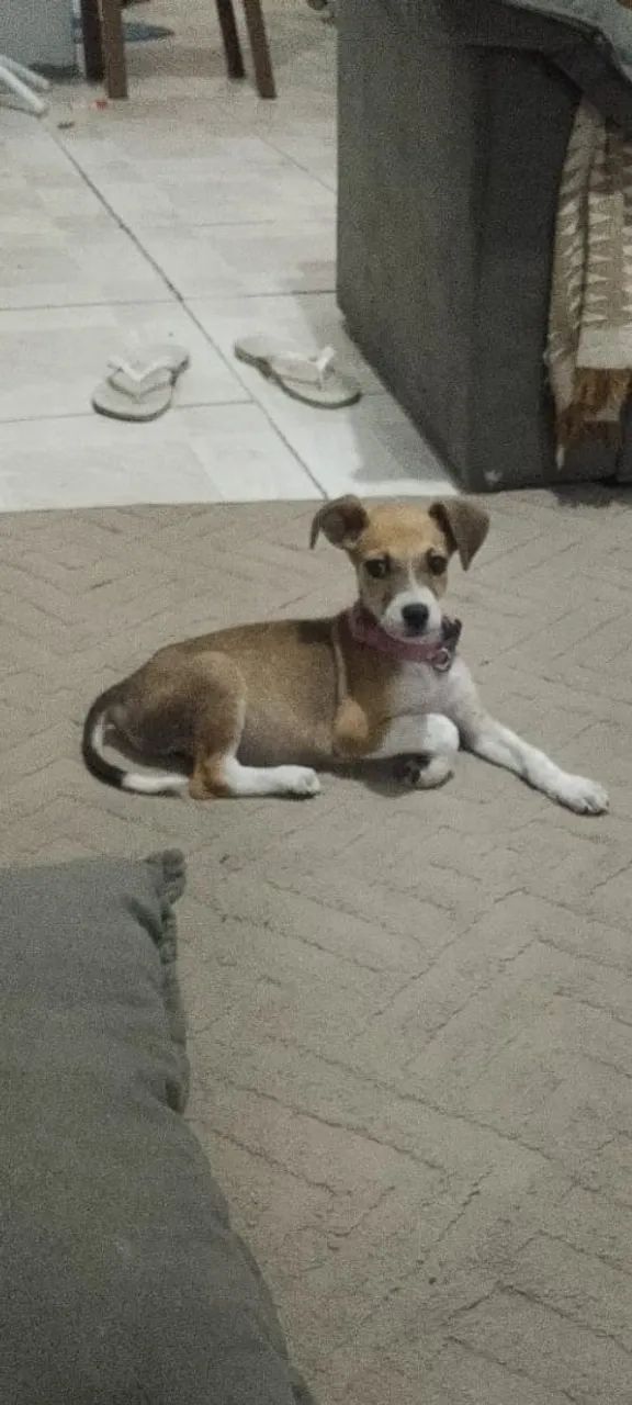 Filhote de cachorro - Foto 3