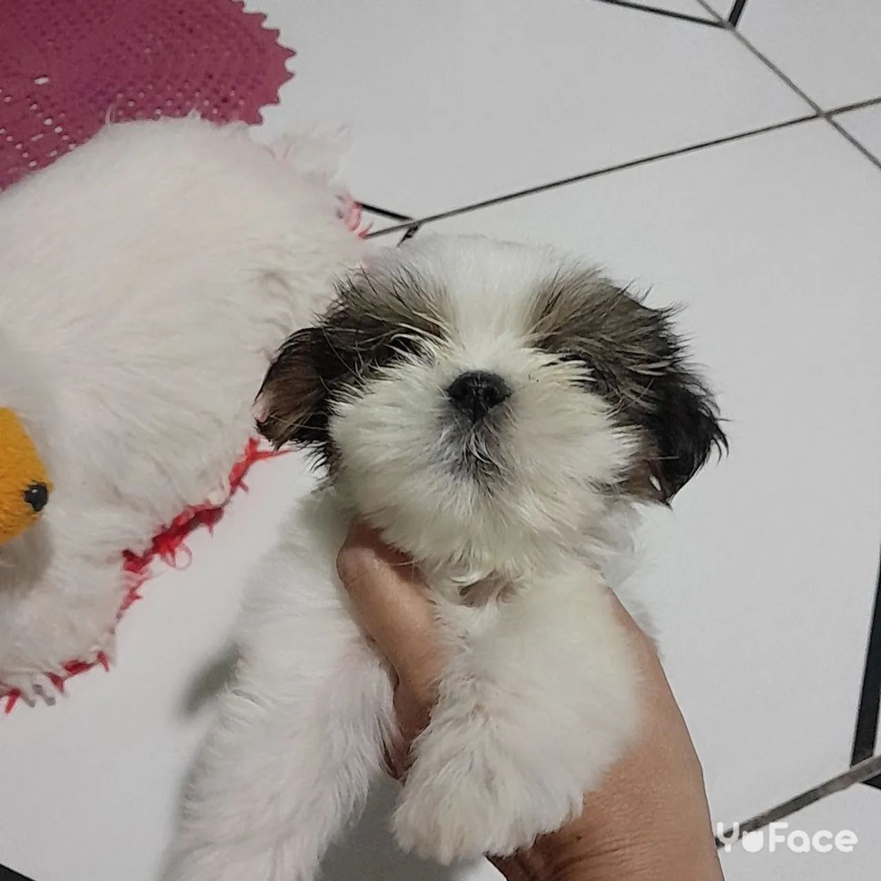 Shih Tzu Fêmea  - Foto 5