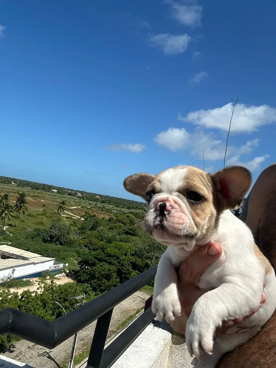Buldogue francês com pedigree  - Foto 4