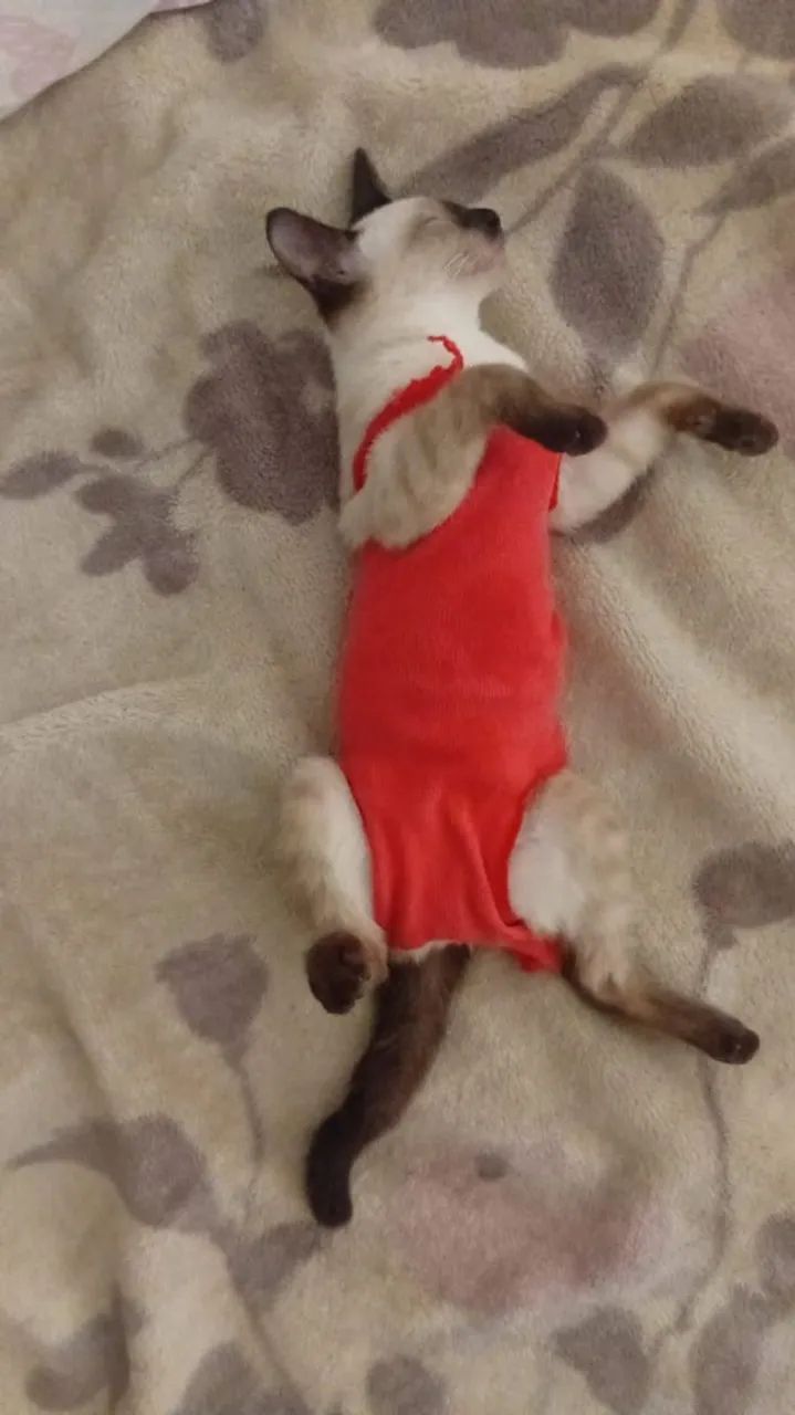 Gata disponível para adoção responsável  - Foto 2