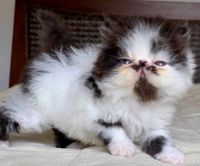 Show De Gata Persa filhote Feméa bicolor pelo longo extremada,C/37 Dia P/Reserva Linda - Foto 2