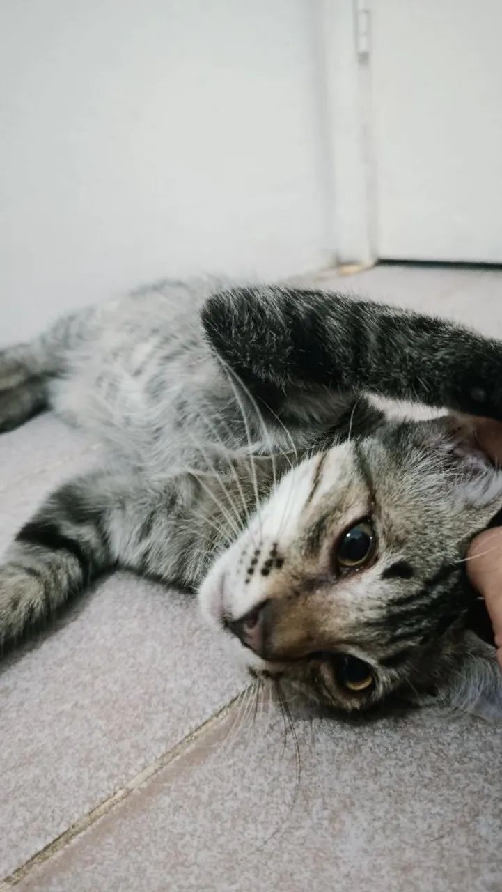 Gatinho macho pra doação 