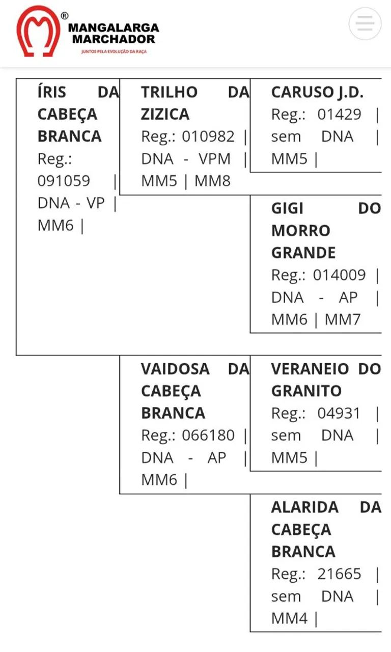 Égua Mangalarga Marchador (Registrada) - Foto 6