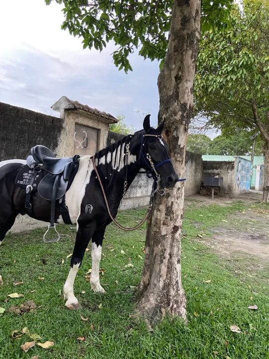Cavalo pampa de preto  - Foto 5