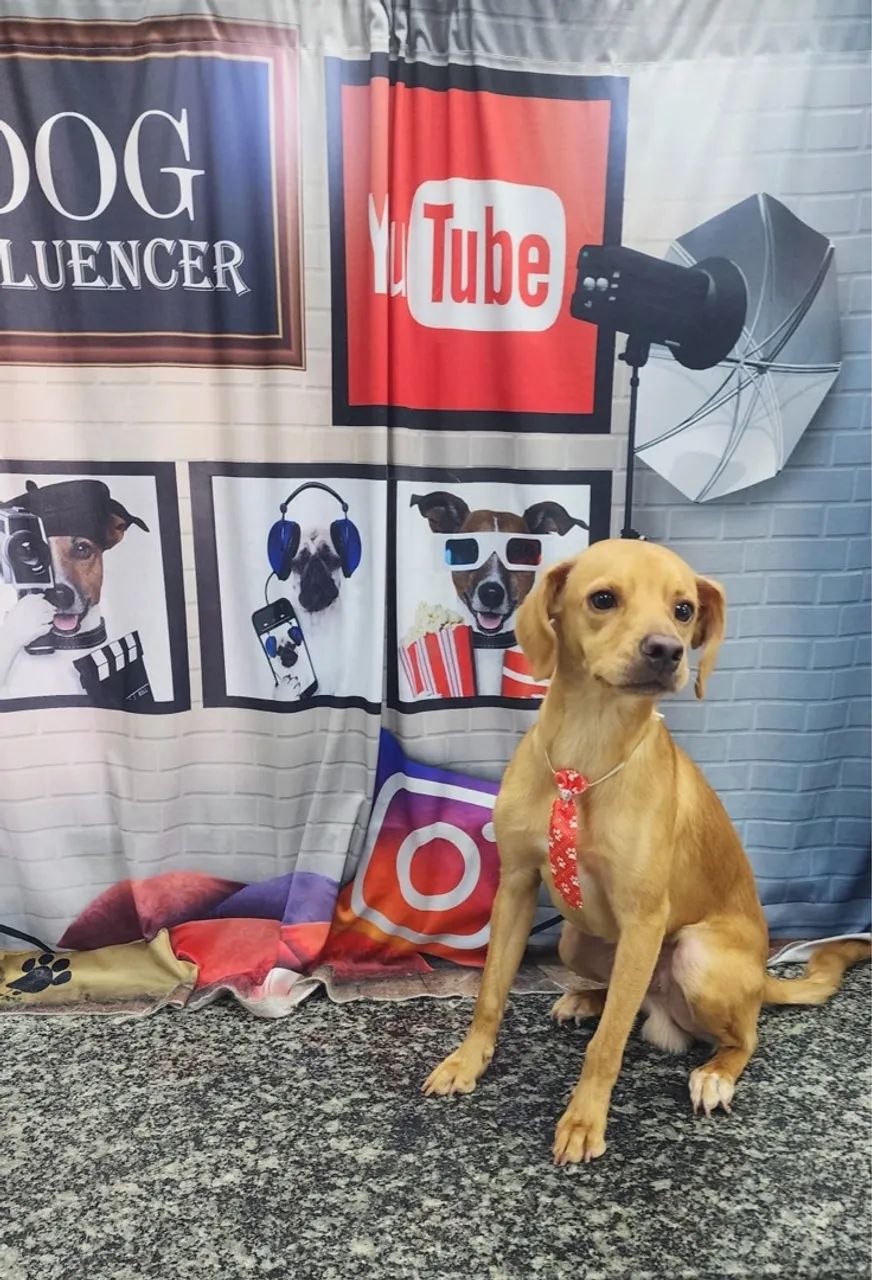 Filhote de cachorro disponível para adoção - Foto 4