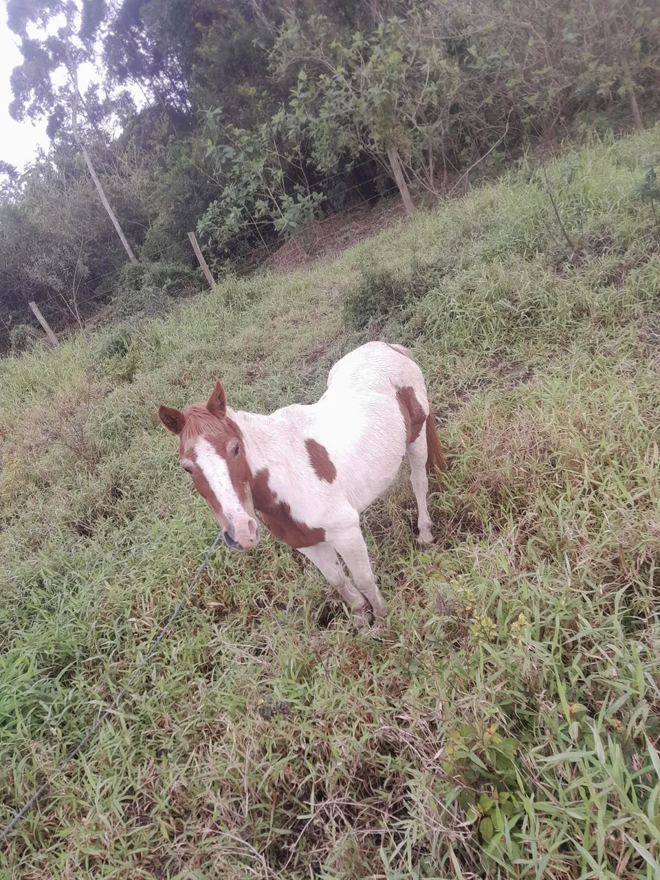 Tenho essa égua de montaria muito mansa aceito proposta