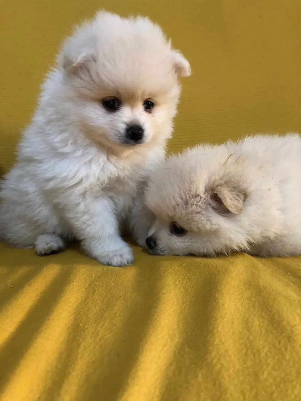 Filhotes de Spitz Alemão Machos disponiveis