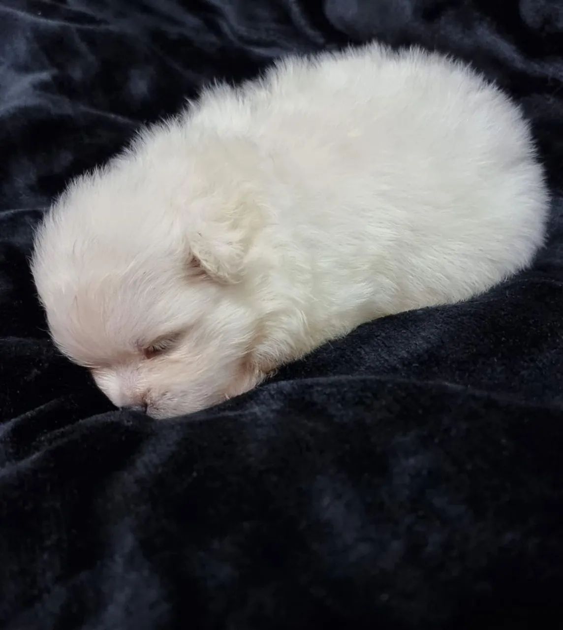 Bebês Spitz alto padrão  - Foto 3