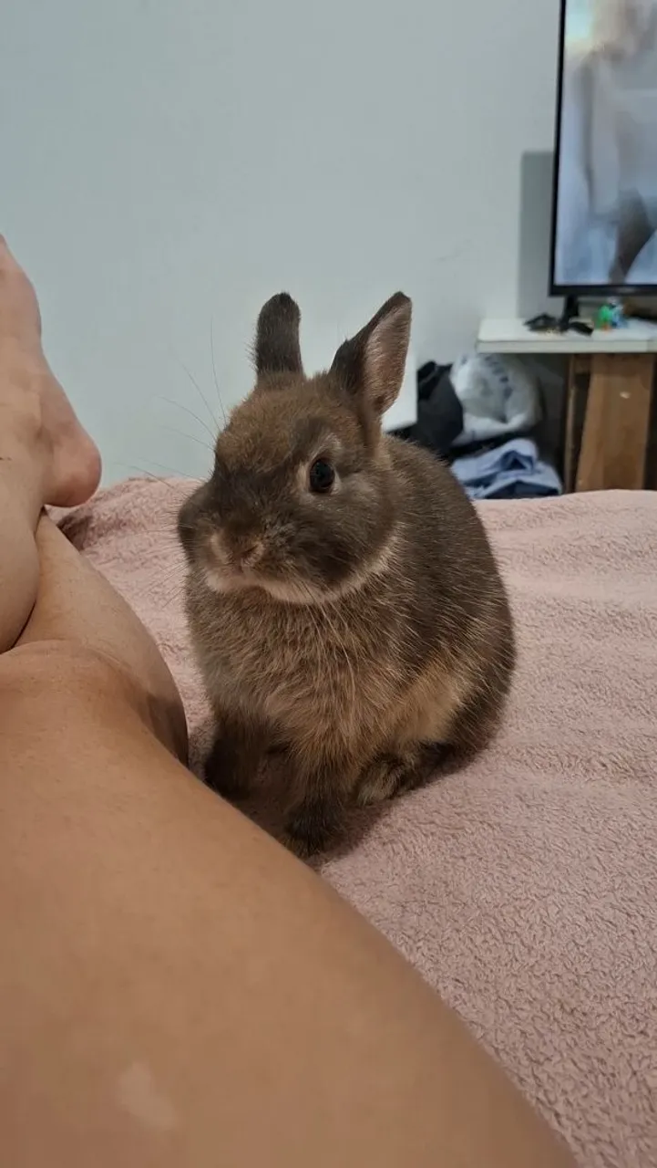 Coelhinho Mini netherland com 5 meses