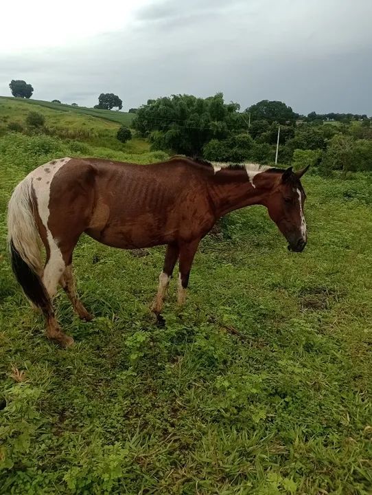 Égua a venda  - Foto 2