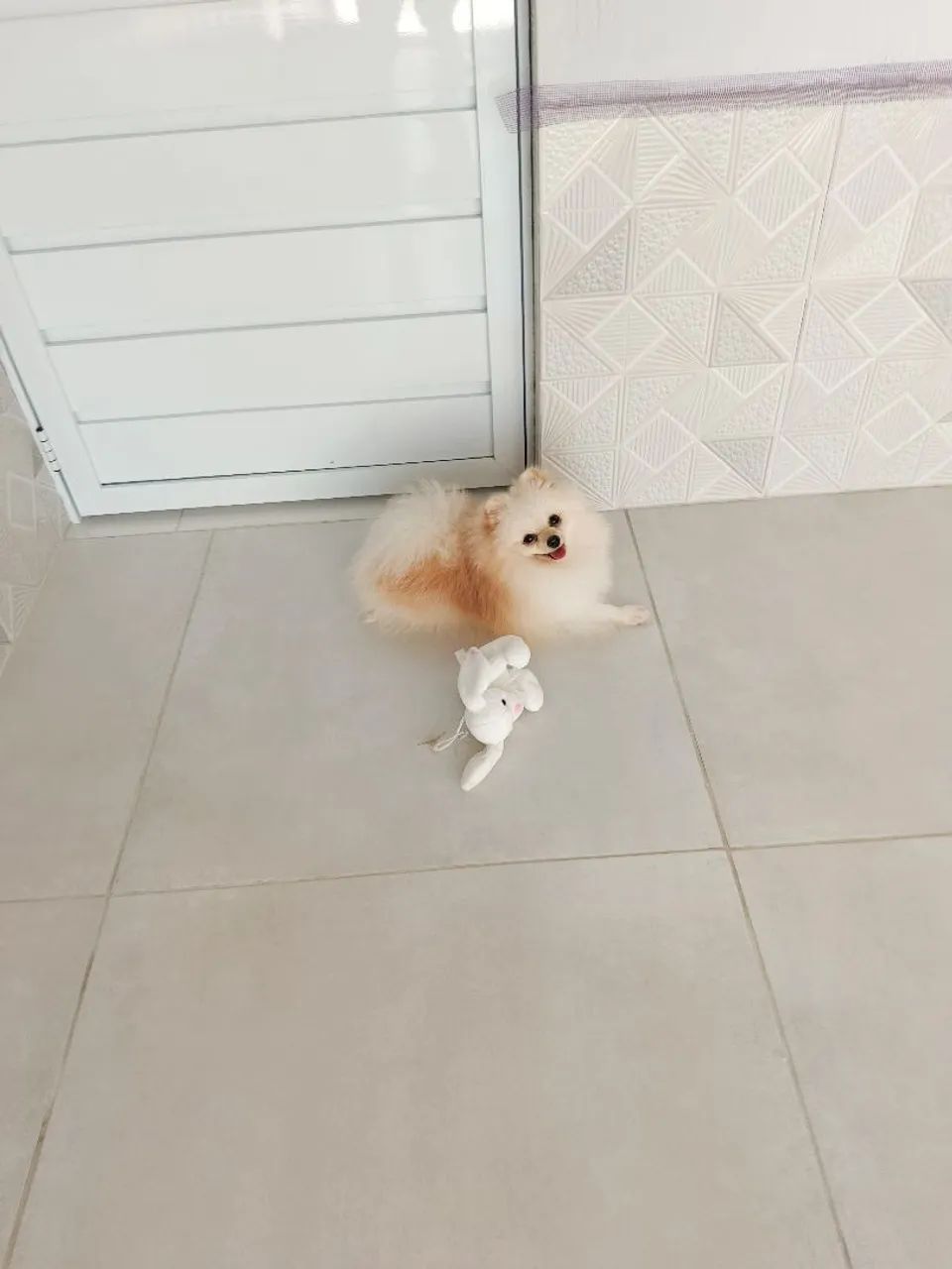 Spitz  - Foto 3