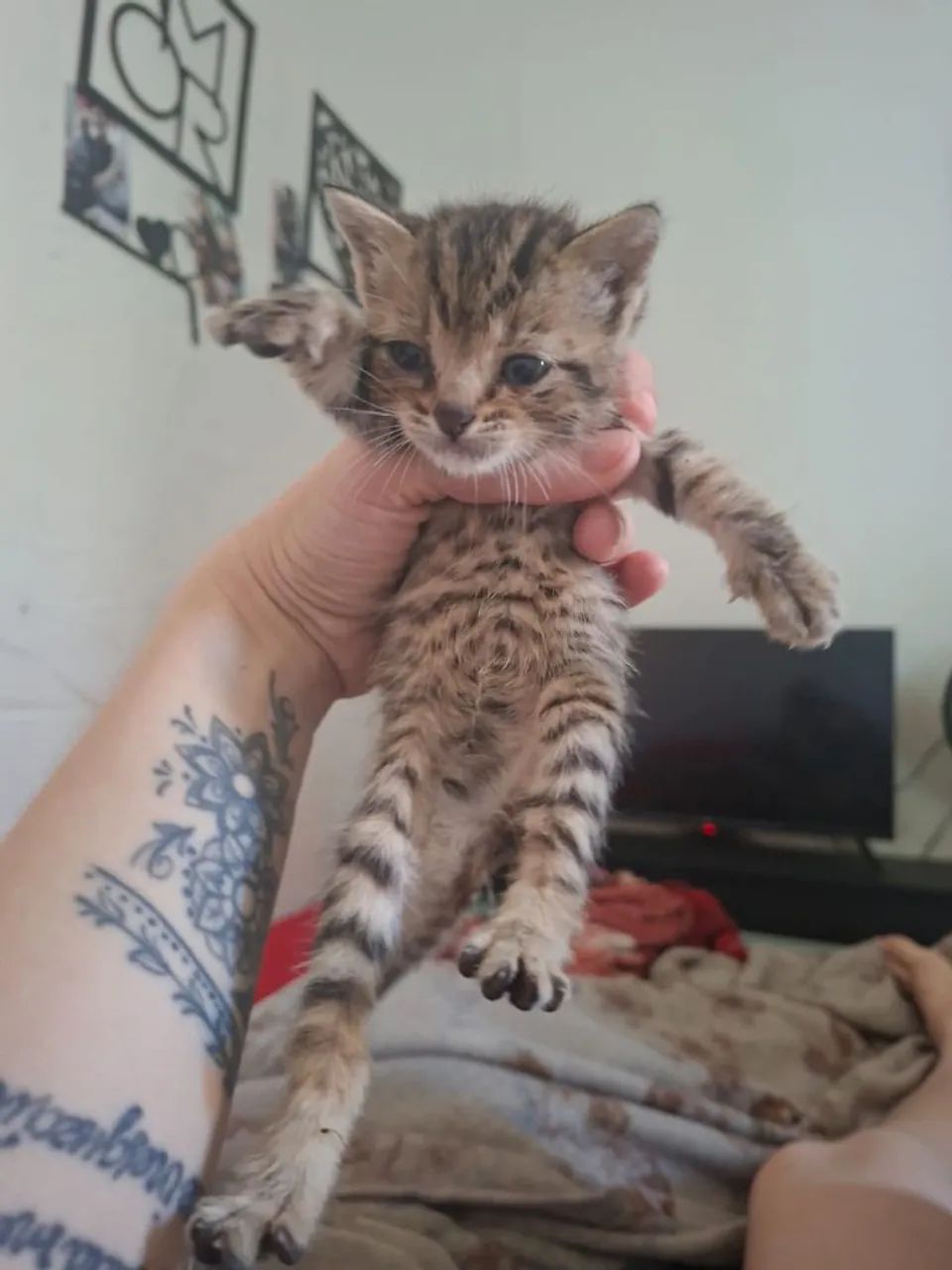 Gatinhos carinhosos. Pelagem rara. De tigre - Foto 3