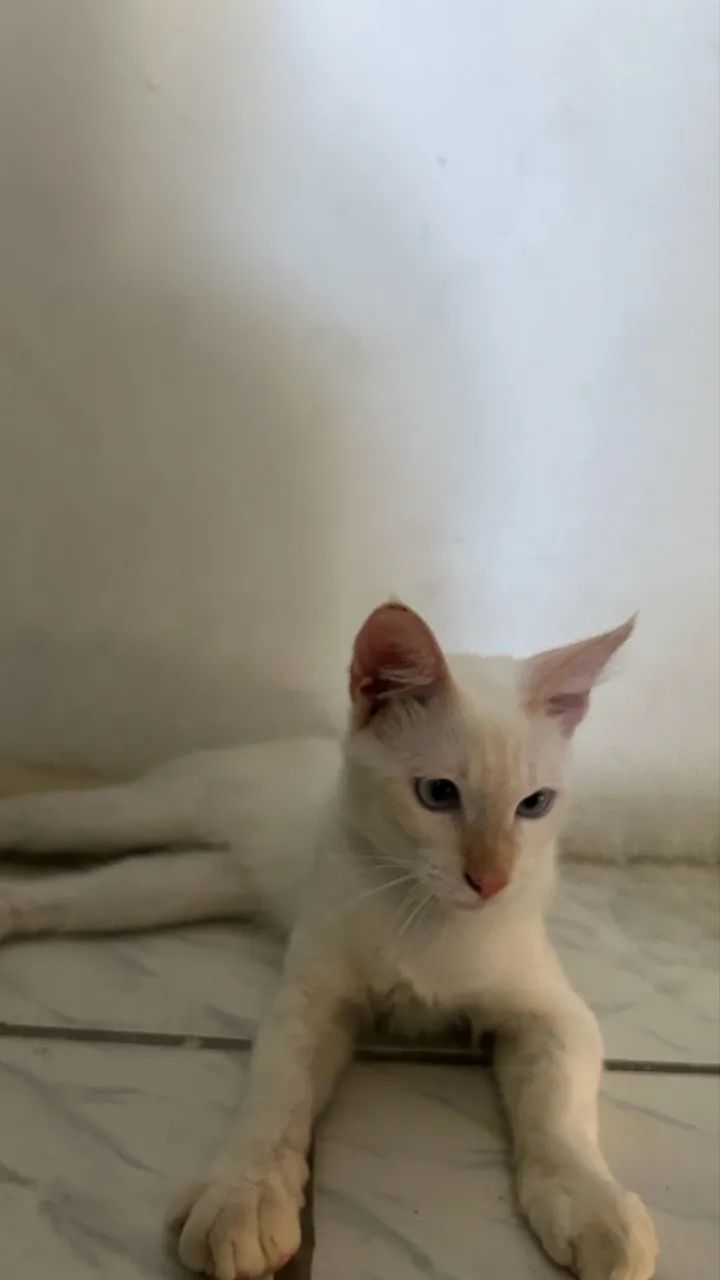 Gatinho 