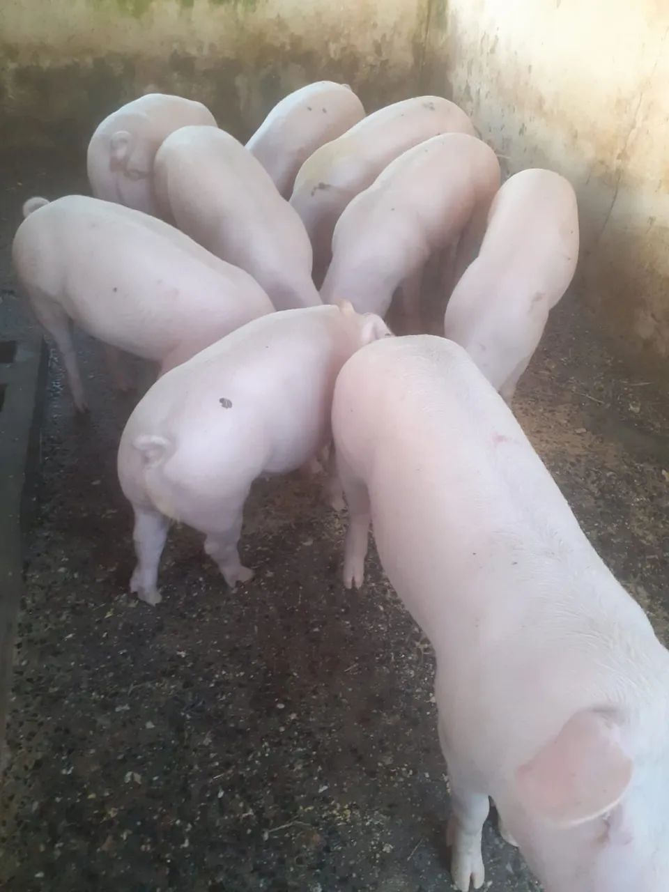 7 Porcos de alta qualidade e preço bom  - Foto 2