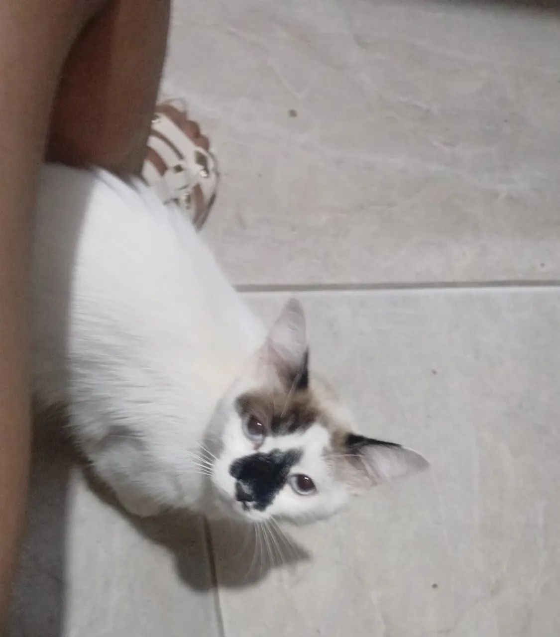 Doação Gata raça ANGORA? - Foto 2