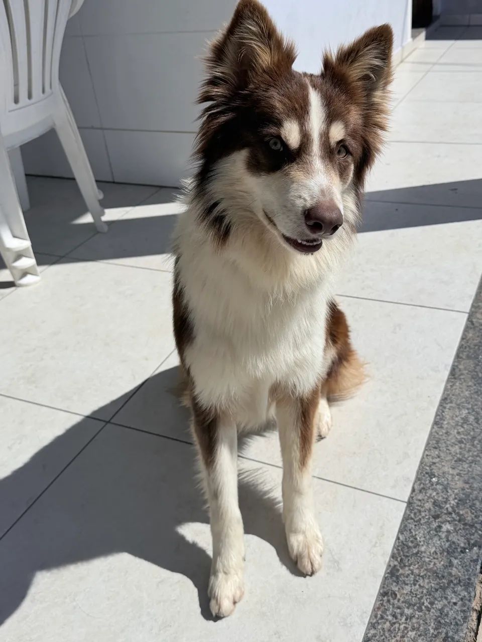 Border Collie - Foto 3