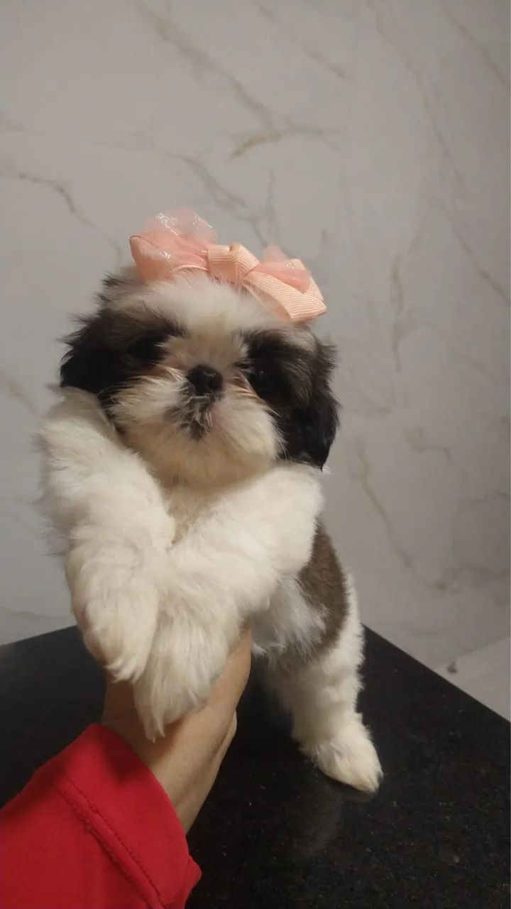 Shitzu Mini - Foto 2