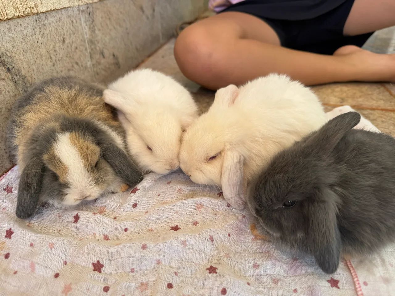 Coelho mini lop - Foto 3