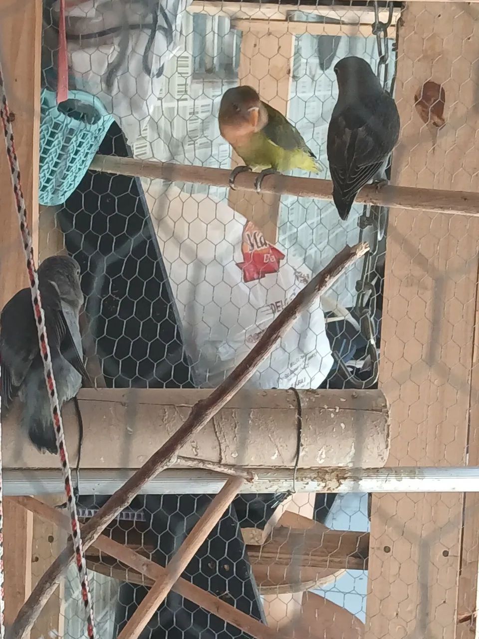 Gaiola, são novinhos - Foto 2