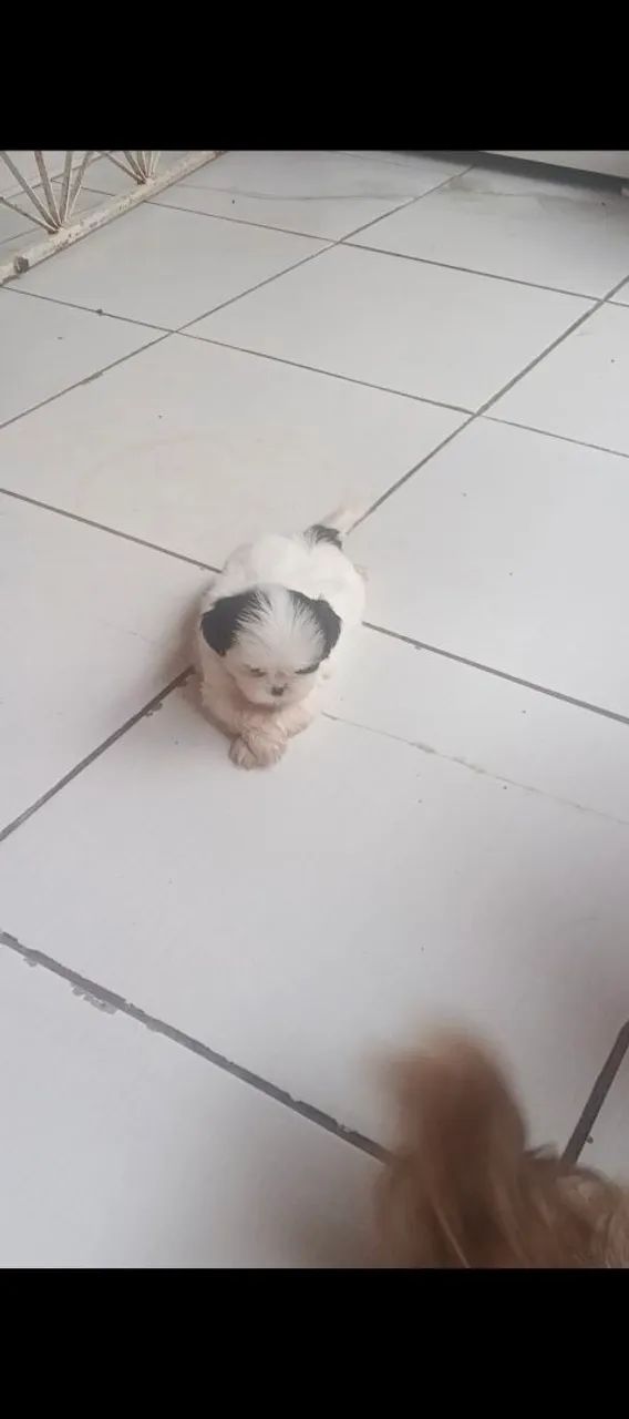 Shih-tzu machos