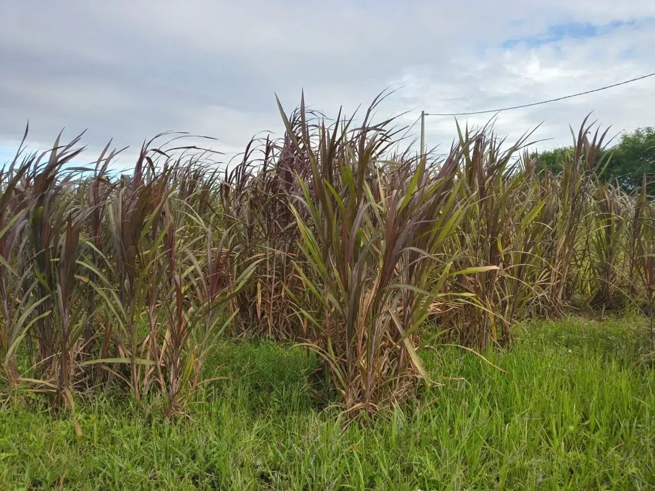 Excelente Granja com 11.5 hectares de Monte Alegre - Foto 3