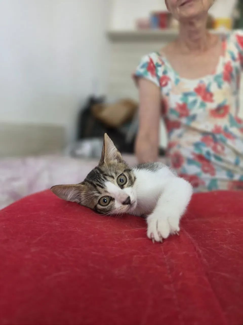 Adoção Responsável  - Foto 5