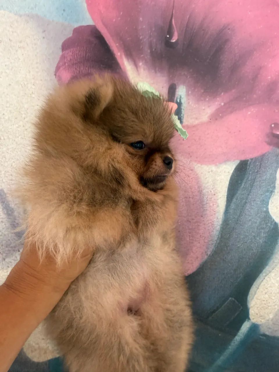 Spitz alemão anão  - Foto 4