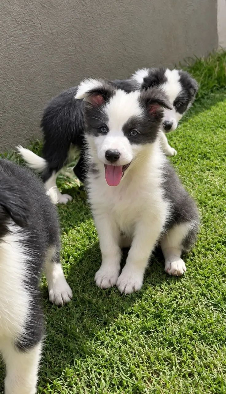 BORDE COLLIE VENDA  - Foto 2