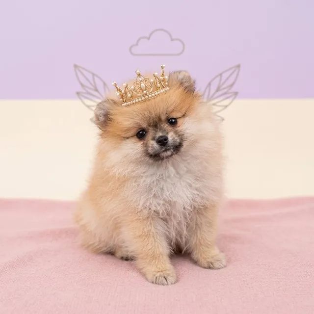 Um Amor de Spitz
